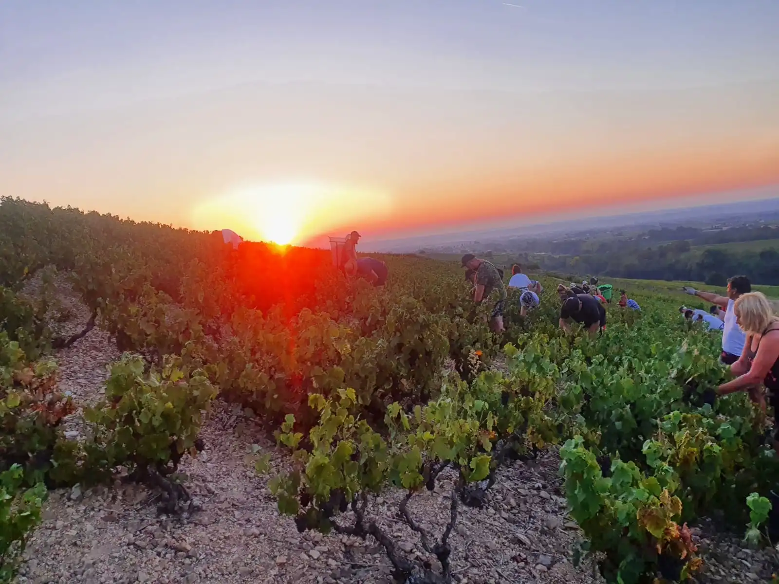 Vignes au soleil couchant à Chiroubles