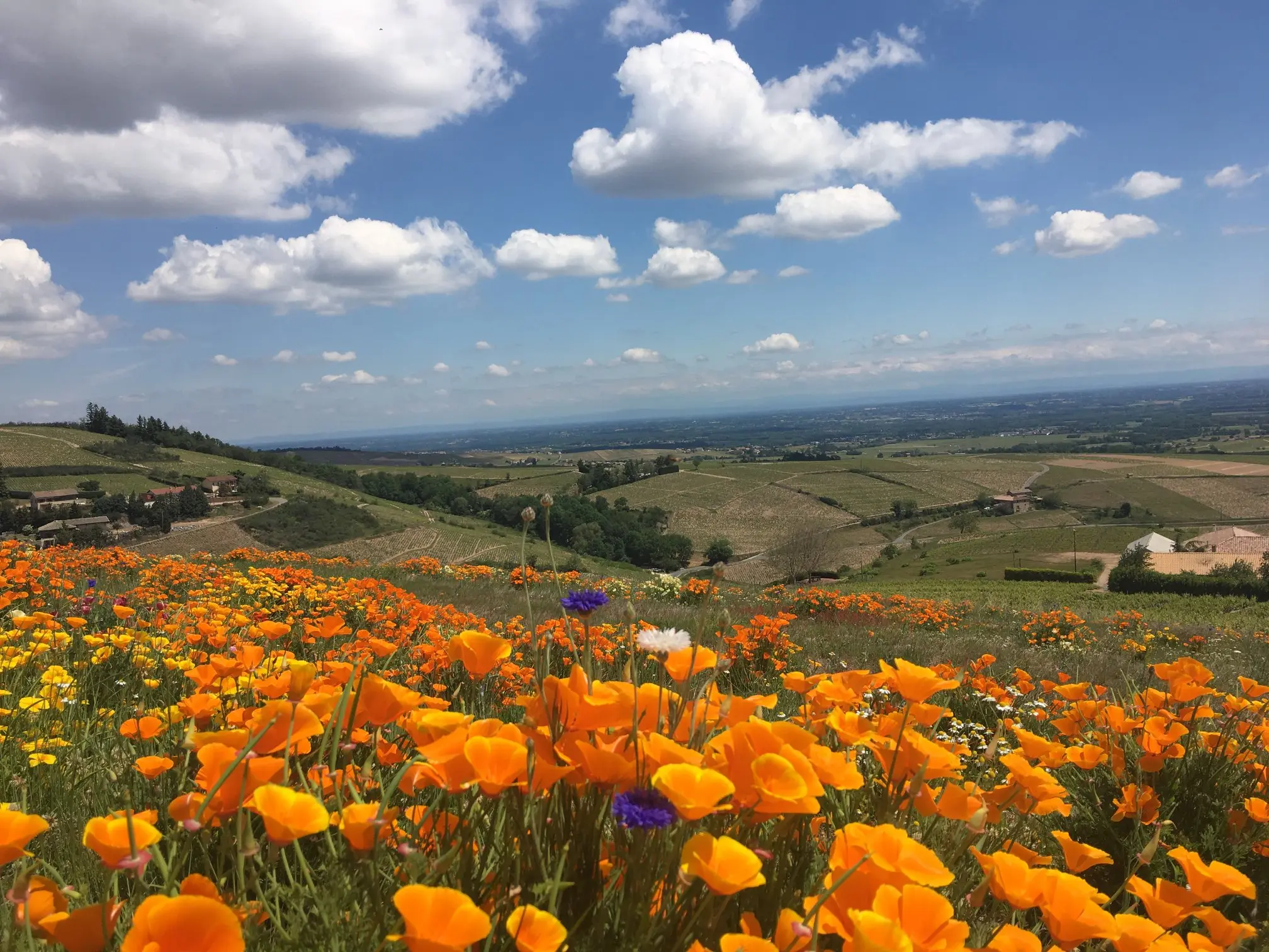 Nature et grands paysages dans le Beaujolais