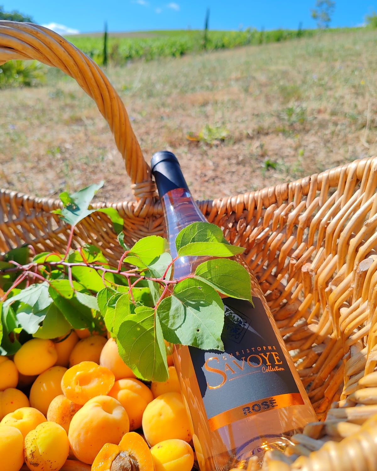 Panier pique-nique dans les vignes