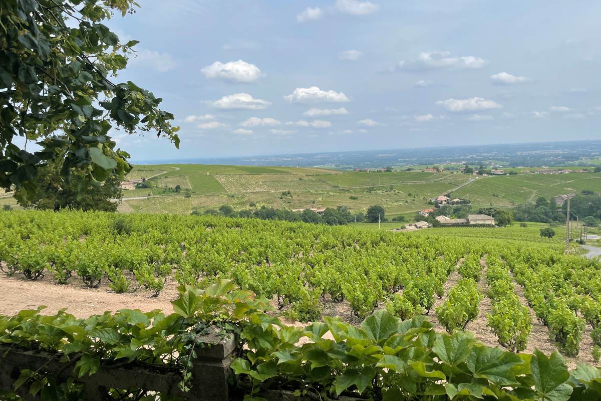 Panorama sur le paysage du Panoramic à Chiroubles