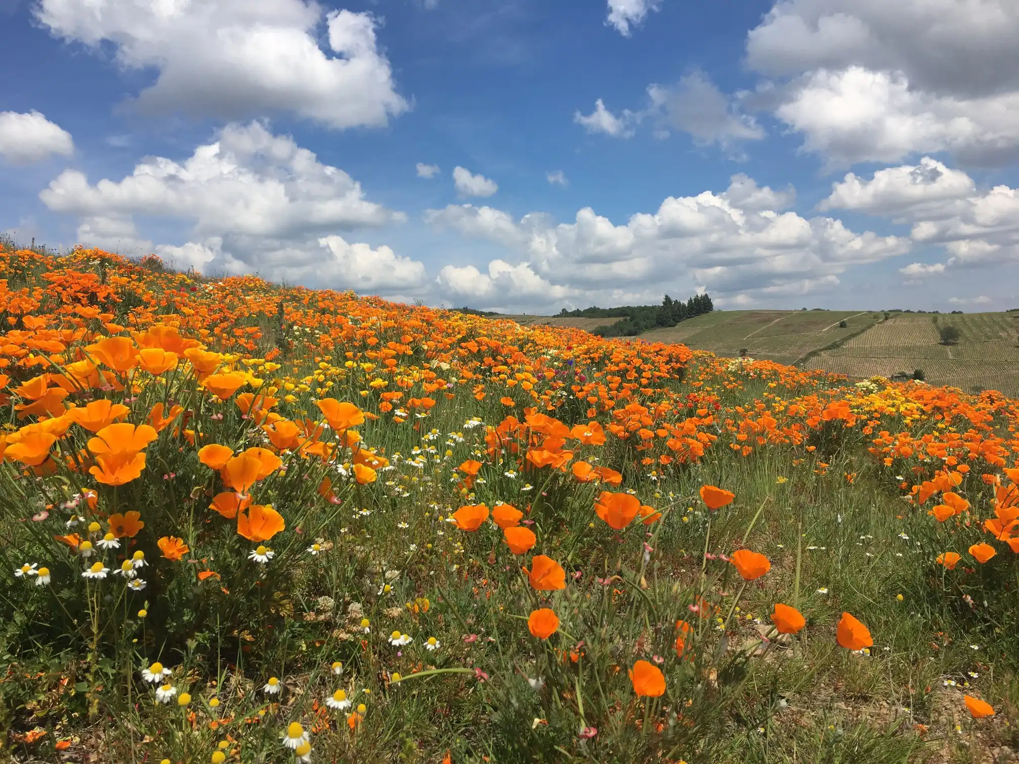 Paysage fleuri de collines du Beaujolais au printemps