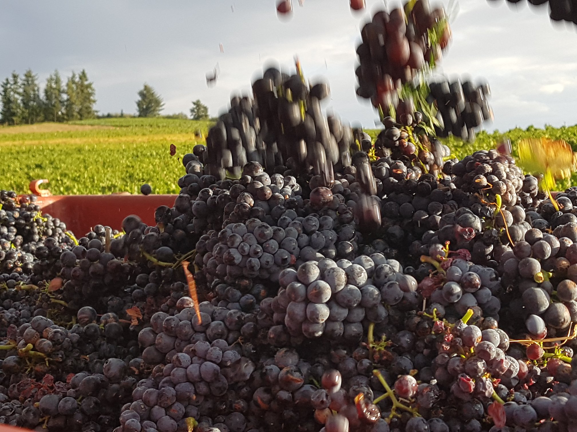 Grappes de raisin pendant les vendanges en Beaujolais