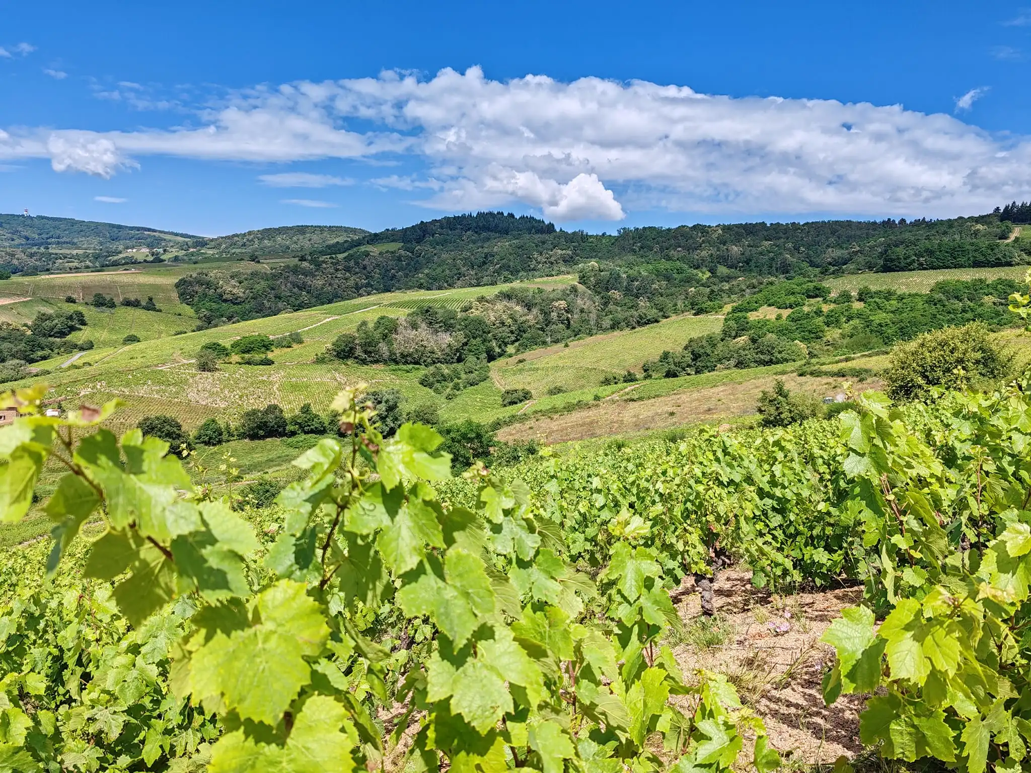 Panorama sur les vignes du Beaujolais